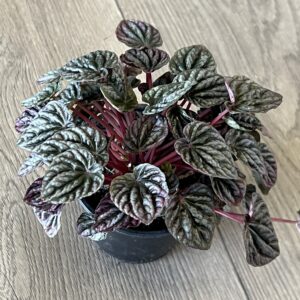 Peperomia ‘Red Ripple’