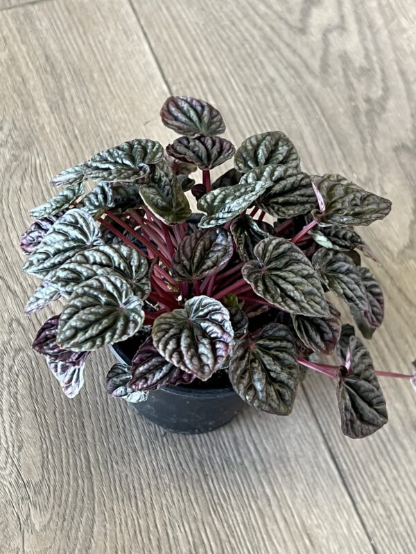 Peperomia ‘Red Ripple’