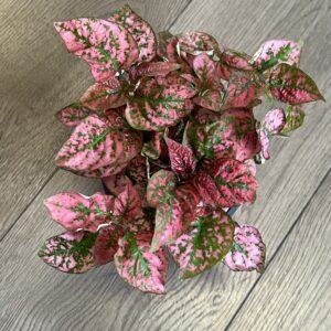 Hypoestes phyllostachya ‘Red Polka dot Plant’