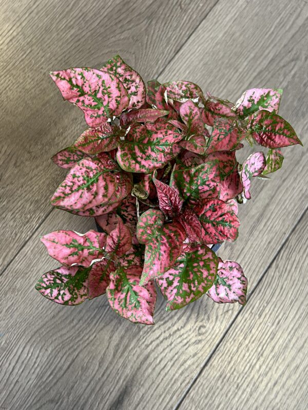 Hypoestes phyllostachya ‘Red Polka dot Plant’