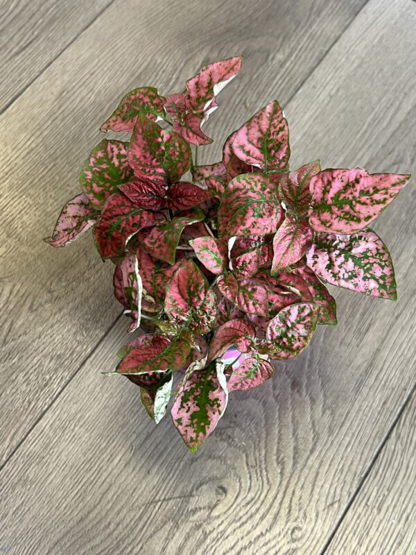 Hypoestes phyllostachya ‘Red Polka dot Plant’ - Image 3