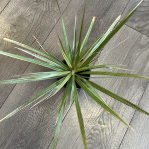 Dracaena marganita ‘Bi-Color’