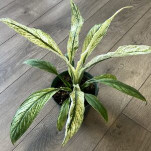 Spathiphyllum 'Jessica Peace Lily’