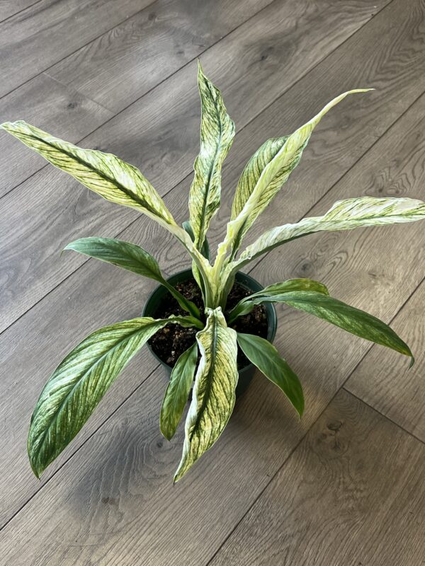 Spathiphyllum 'Jessica Peace Lily’