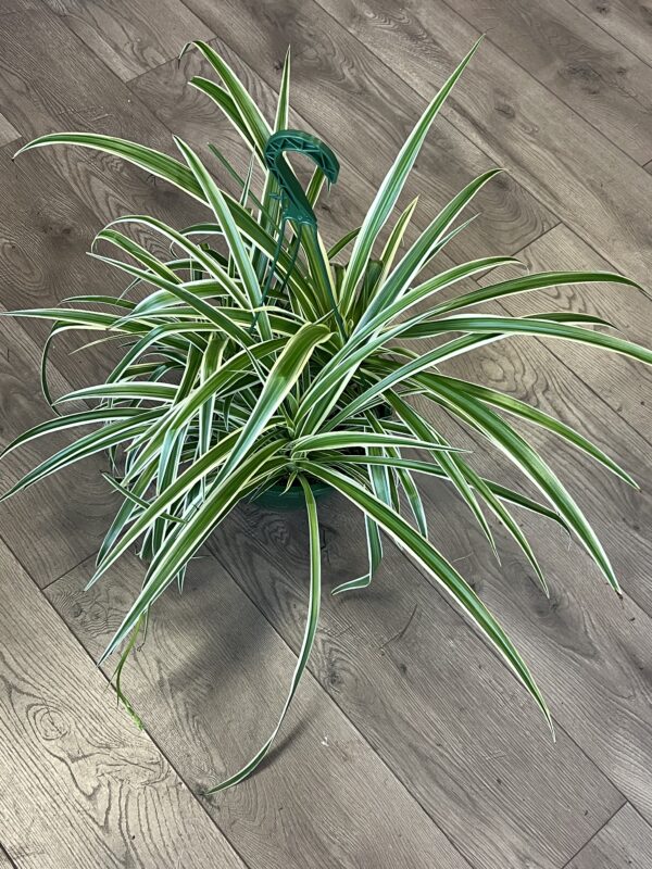 Chlorophytum comosum ‘Variegated Spider Plant' - Image 3