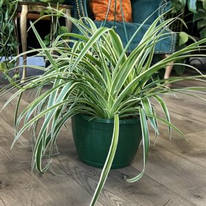 Chlorophytum comosum ‘Variegated Spider Plant'