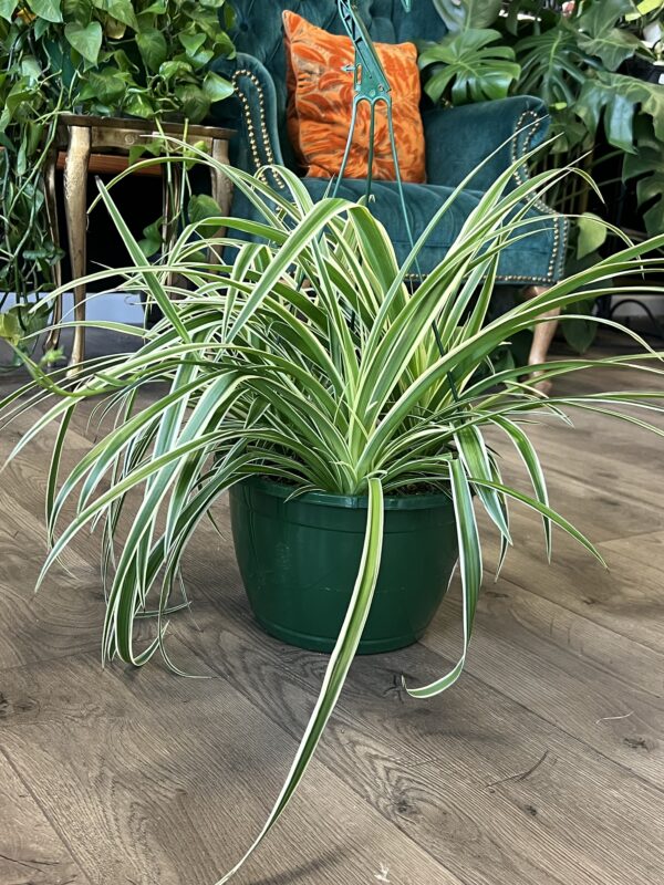 Chlorophytum comosum ‘Variegated Spider Plant'