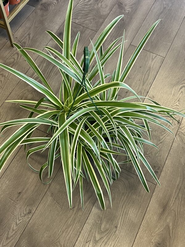 Chlorophytum comosum ‘Variegated Spider Plant' - Image 4