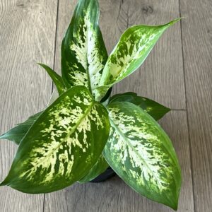 Dieffenbachia ‘Tropic Snow’