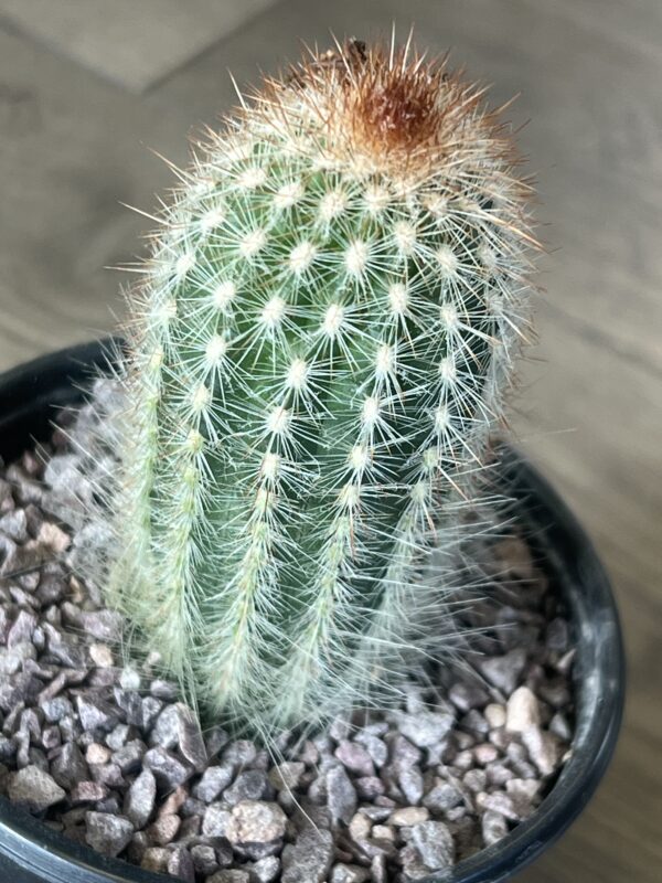 Echinocereus reichenbachii cactus - Image 2