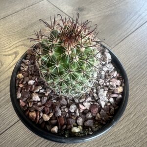 Mammillaria saffordii ‘Fish hook cactus’