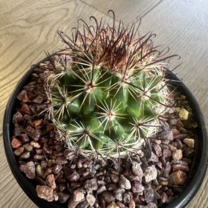 Mammillaria saffordii ‘Fish hook cactus’