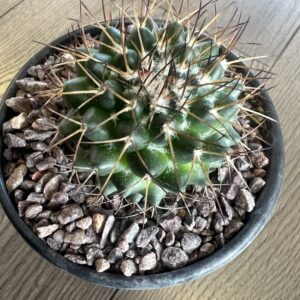 Mammillaria polytheistic cactus