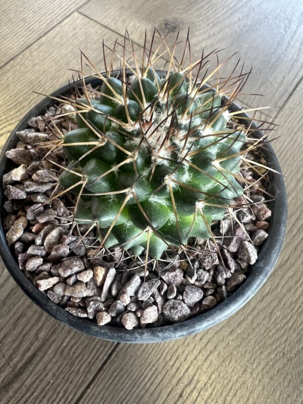 Mammillaria polytheistic cactus