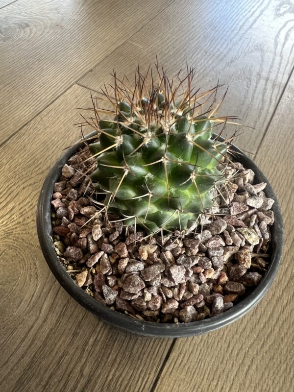 Mammillaria polytheistic cactus - Image 2