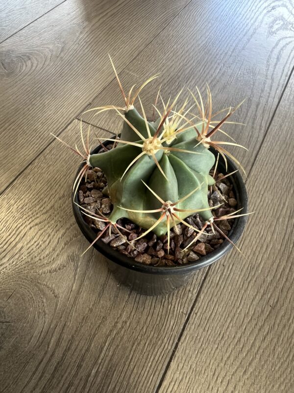 Ferocactus historic ‘Candy Barrel cactus’ - Image 2