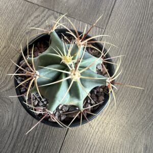 Ferocactus historic ‘Candy Barrel cactus’