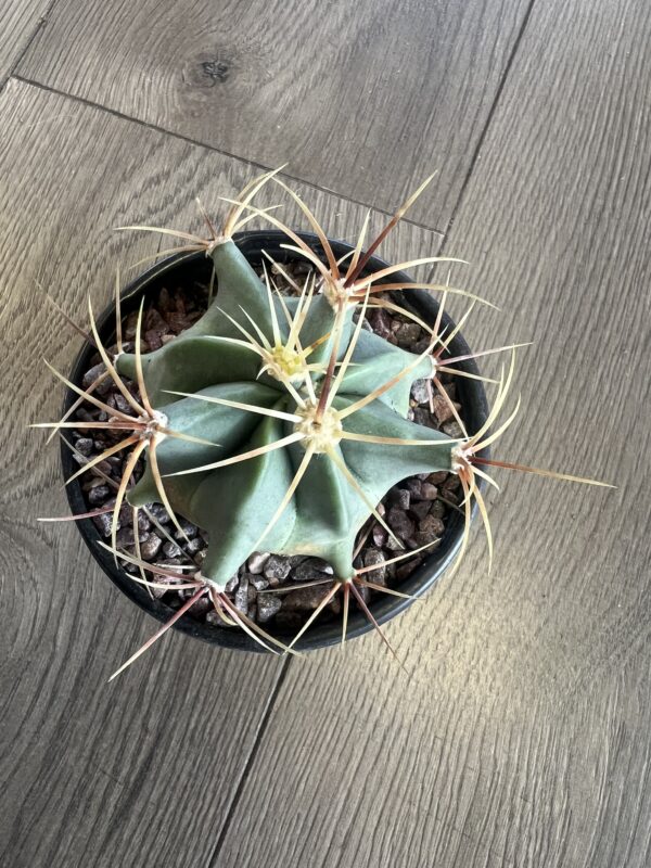 Ferocactus historic ‘Candy Barrel cactus’