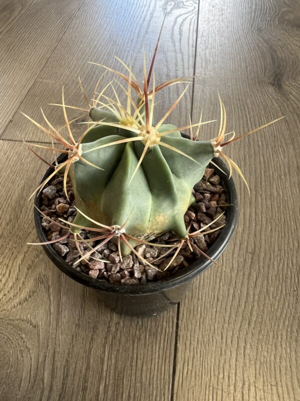 Ferocactus historic ‘Candy Barrel cactus’ - Image 3