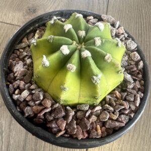 Echinopsis oxygona ‘Easter lily cactus’