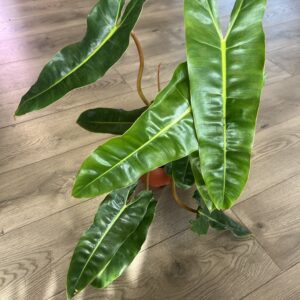 Philodendron ‘Billietia’