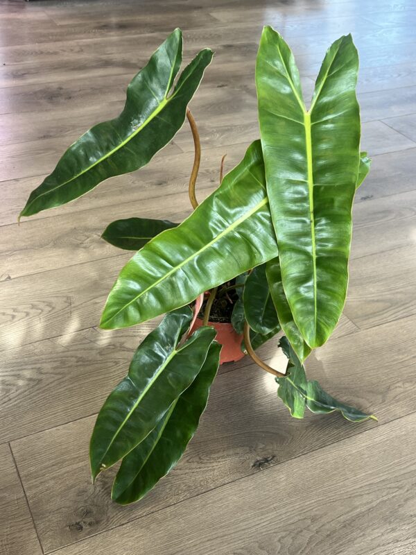 Philodendron ‘Billietia’ - Image 2