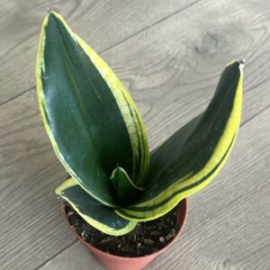 Sanseveria ‘Black Gold Superba’