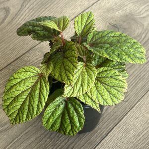 Begonia abdullahpieei ‘Piee’s Begonia’