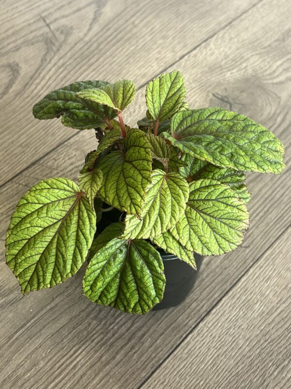 Begonia abdullahpieei ‘Piee’s Begonia’