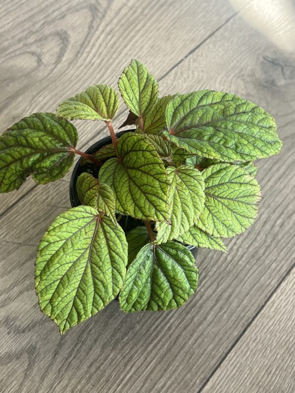 Begonia abdullahpieei ‘Piee’s Begonia’ - Image 4