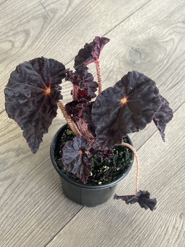 Begonia rex ‘Madame O’Reilly’ - Image 4