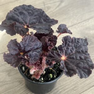 Begonia rex ‘Madame O’Reilly’