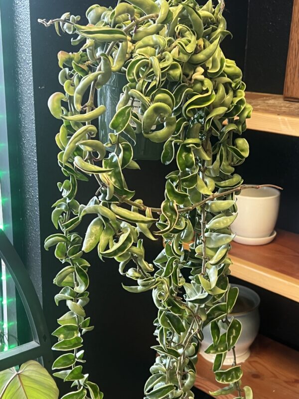 Hoya compacta var ‘Variegated rope plant’ - Image 3