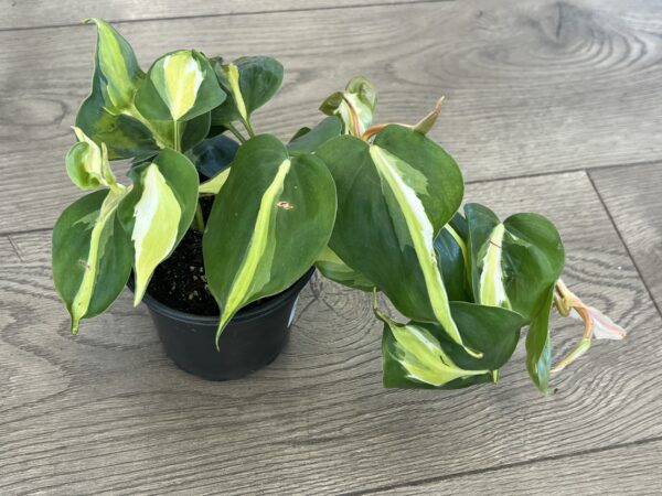 Philodendron cordatum ‘Cream Splash’ - Image 4