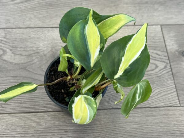 Philodendron cordatum ‘Cream Splash’ - Image 3