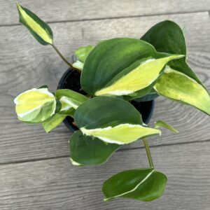 Philodendron cordatum ‘Cream Splash’