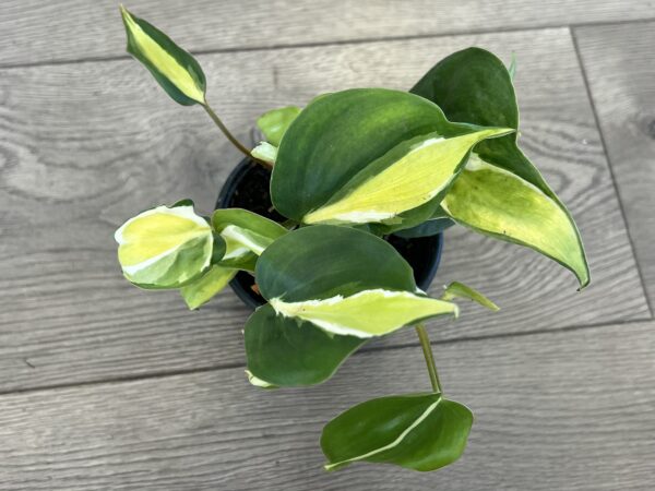 Philodendron cordatum ‘Cream Splash’