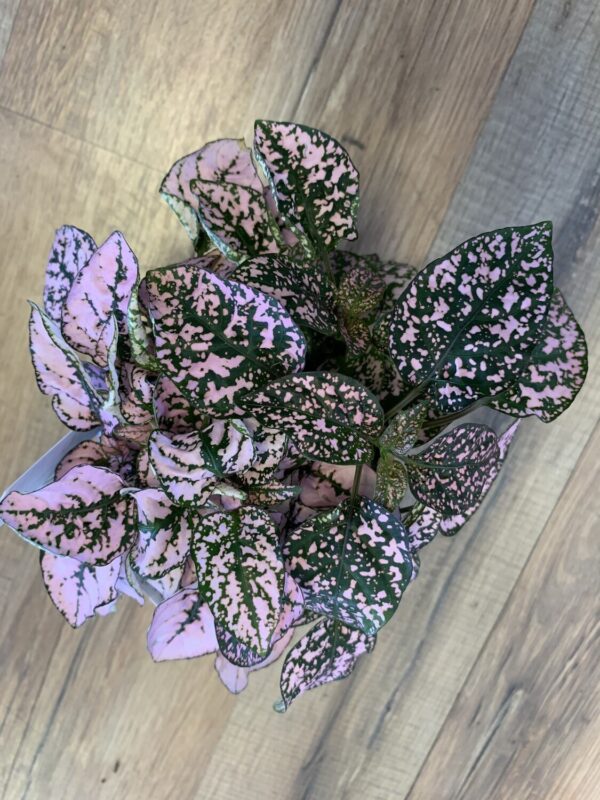 Hypoestes phyllostachya ‘Pink Polka dot Plant’