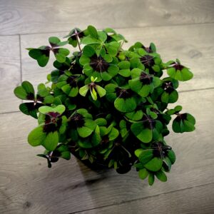 Oxalis Purple ‘Iron Cross’