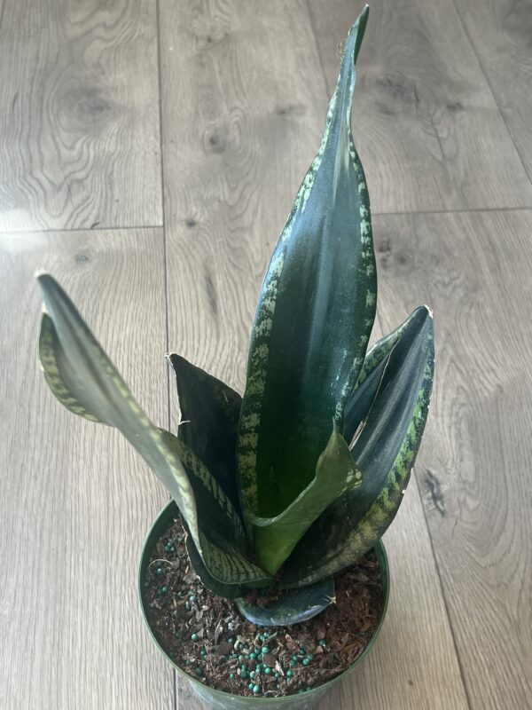 Sansevieria ‘Whitney’ - Image 2