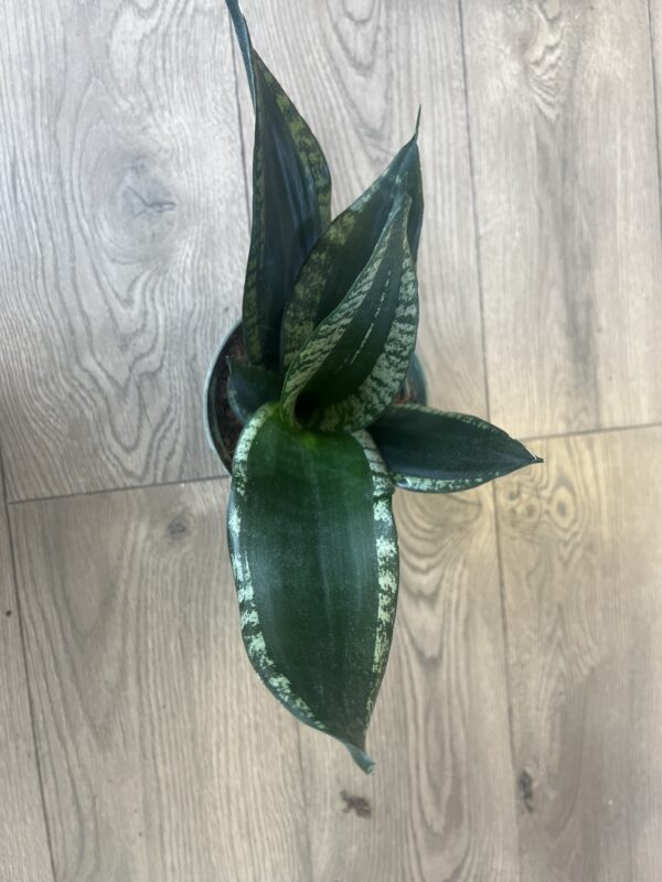 Sansevieria ‘Whitney’ - Image 6