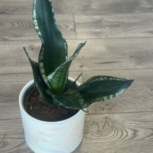 Sansevieria ‘Whitney’