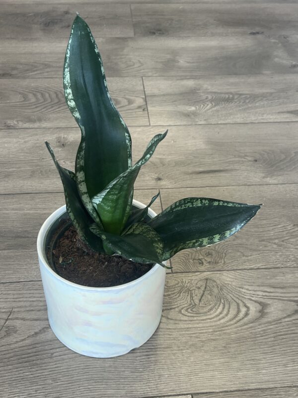 Sansevieria ‘Whitney’