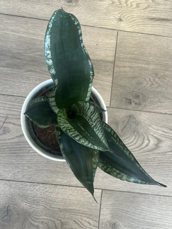 Sansevieria ‘Whitney’ - Image 7