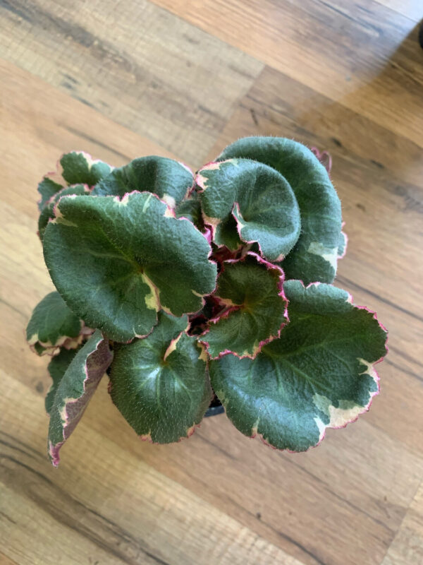 Saxifraga stolonifera ‘Strawberry Begonia Varigated’ - Image 3