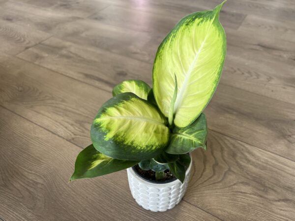 Dieffenbachia ‘Camille’ - Image 2