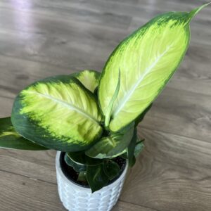 Dieffenbachia ‘Camille’