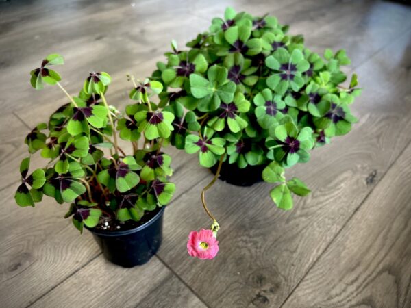 Oxalis Purple ‘Iron Cross’ - Image 4