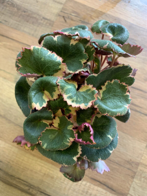 Saxifraga stolonifera ‘Strawberry Begonia Varigated’ - Image 6