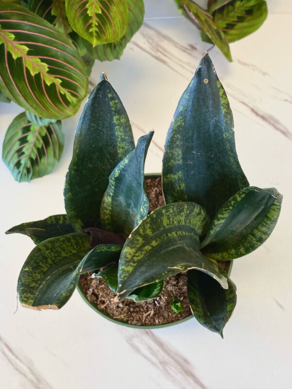 Sansevieria ‘Whitney’ - Image 4